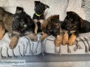 AKC  working healthy German shepherd puppies