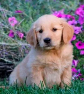 friendly Golden Retriever puppy