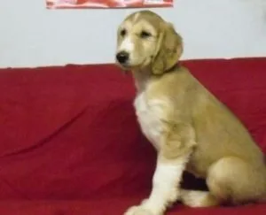 Home raised Afghan Hound puppies Available