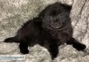 Black Pomeranian