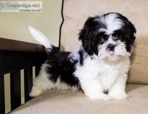 Family Rasied Shih Tzu