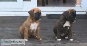 Beautiful Boxer puppies