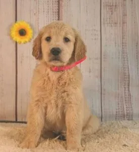 Cuddly Golden retriever puppies