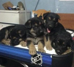 German lines German Shepherd puppy