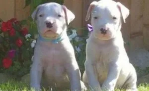 Home raised Dogo Argentino puppies