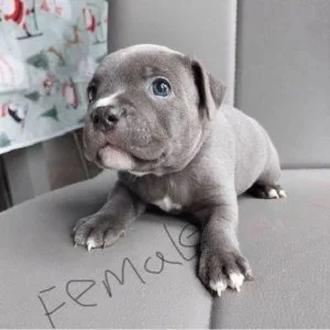 Very Helthy Pitbull Puppy