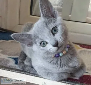 cute russian blue kittens for adoption