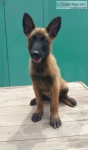 Home raised Belgian Malinois Puppies.