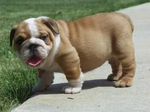 Well socialized English Bulldog puppies