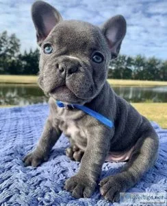 Purebred AKC registered French Bulldog puppies.