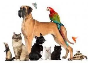 Give your pet the Best