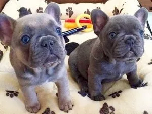 3 boys2 girls brindle and blue French Bulldog puppies