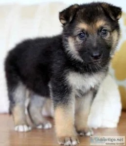 Adorable German Shepherd Puppies available