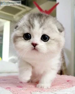 munchkin kittens for adoption short legs type