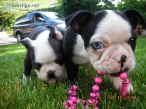 Akc Boston terrier puppies