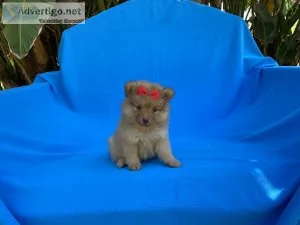 Pomeranian Puppies