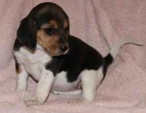 Gorgeous Beagle Puppies for lovely homes.
