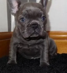 Great FM French Bulldog Puppies available and ready