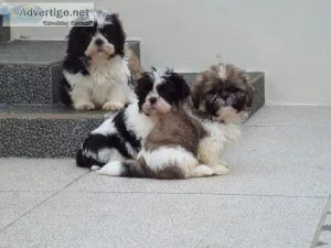 CKC Imperial Shih Tzu Puppies