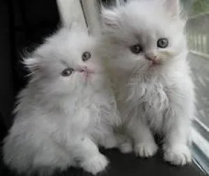 Royal Persian kittens Wonderful Van WhiteBlue male and female