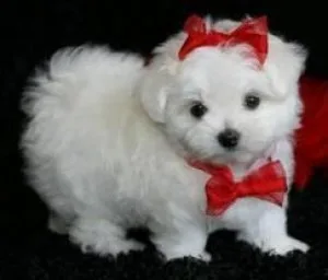 Absolutely Friendly Maltese Puppies