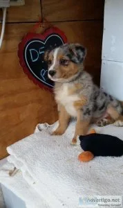 Astonished Australian Shepherds puppies