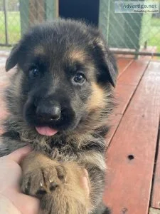 Akc reg German shepherd female