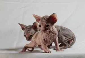 Canadian Sphynx kittens BoyandGirl   Rare solid black color