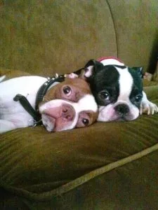 Boston Terrier puppies