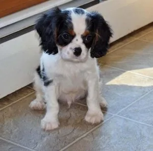 Lovely Cavalier King Charles Spaniel puppies