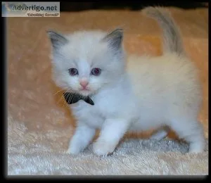 Purebred Rag-doll kittens