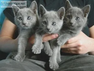 Russian Blue Kittens Ready Now