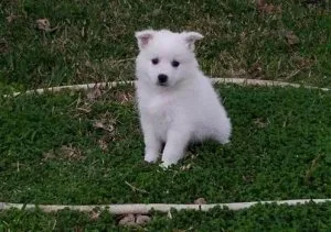 Adorable American Eskimo puppies