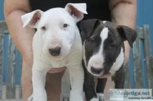 NICE Quality AKC Bull terrier puppies