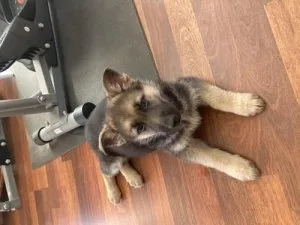 German Shepherd Puppies ready now