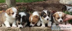 Male  Female WELSH CORGI PUPPIES