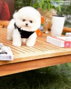pomeranian puppies for sale