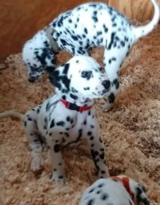Adorable Dalmatian puppies