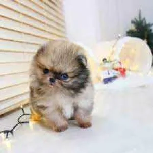 Charming Teacup Pomeranian Puppies