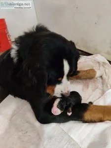 Bernese Mt puppies AKC