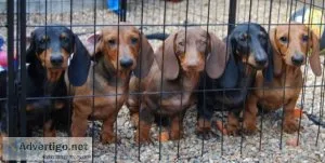 Miniature Dachshund puppies