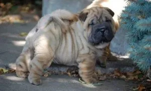 Chinese Shar-Pei puppies available