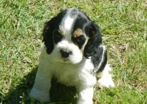 CKC Cocker Spaniel puppies for sale