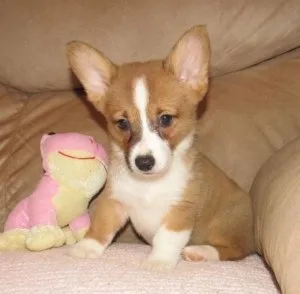 Great Pembroke Welsh Corgi Puppies Available