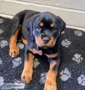 Amazing German Rottweiler Available