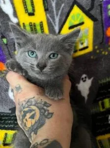 hypoallergenic russian blue kittens for adoption