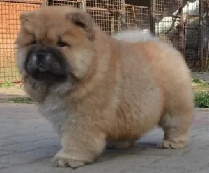 Well Socialized Chow Chow (puppies)