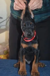 Doberman Pinscher puppies.