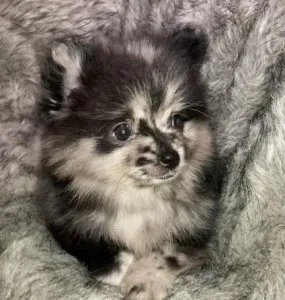 Blue Merle Pomeranian