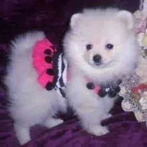 Teacup AKC male and female Pomeranian puppies